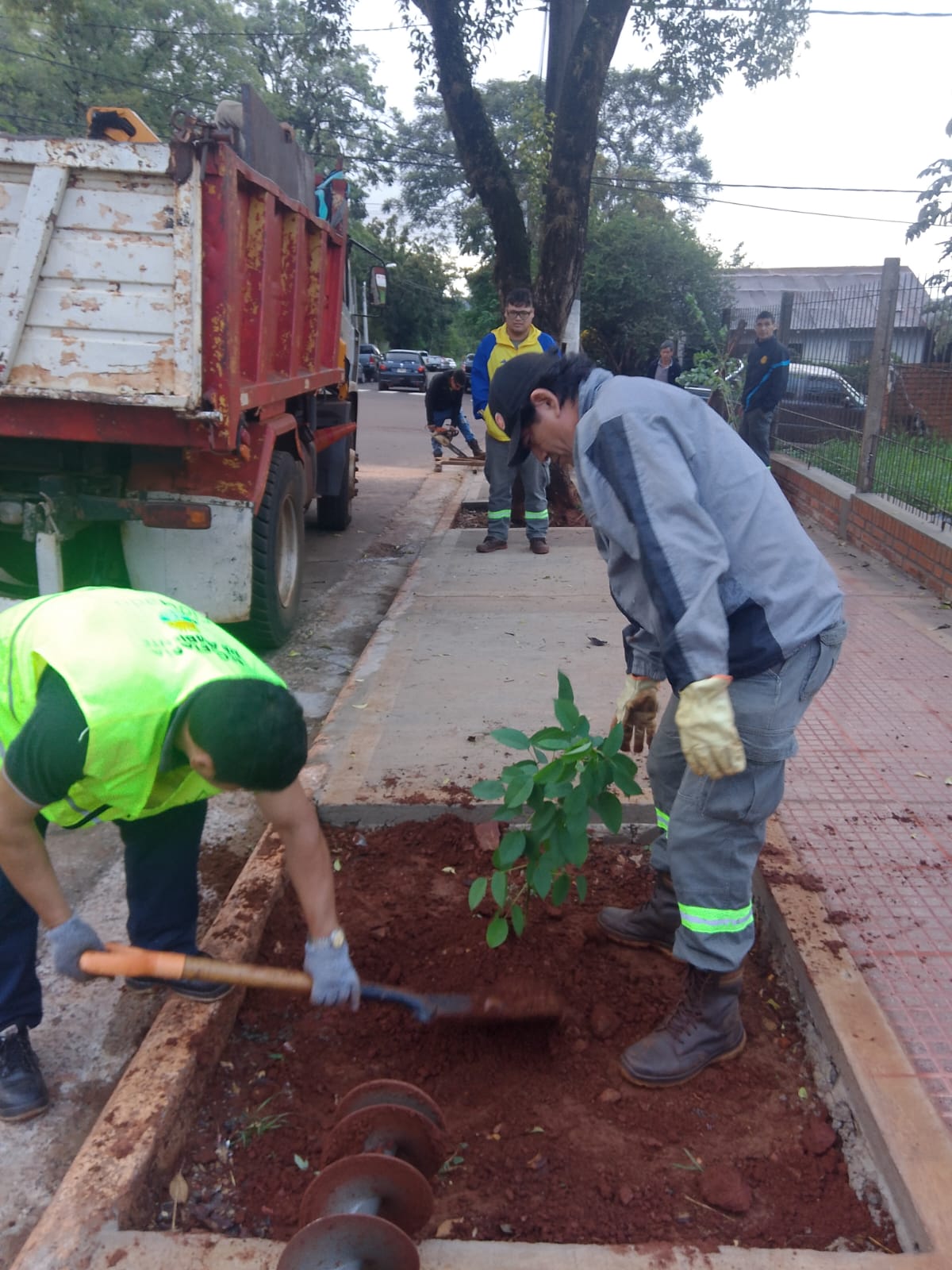 Arbolado urbano: “Cuando tenemos que hacer intervenciones hacemos priorizando la seguridad del vecino” 2
